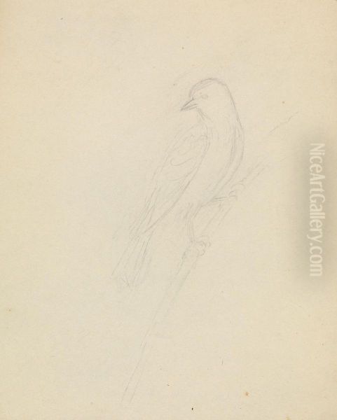 A Bird - view 1