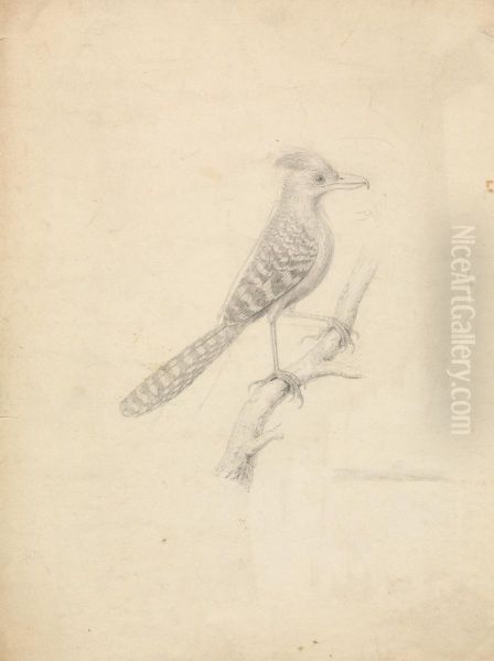A Bird - view 1