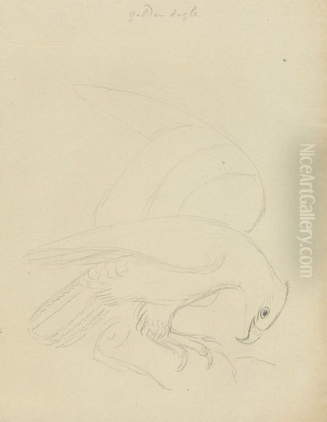 An Eagle? - view 1