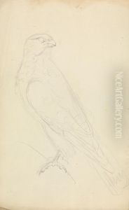 A Hawk A Hawk