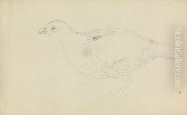 A Partridge? - view 1