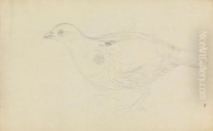 A Partridge? by James Sowerby