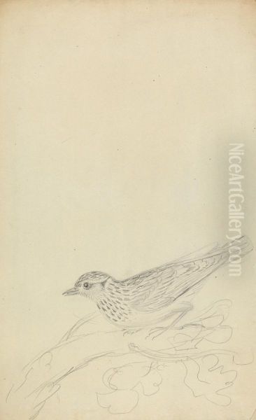 A Wood Lark - view 1