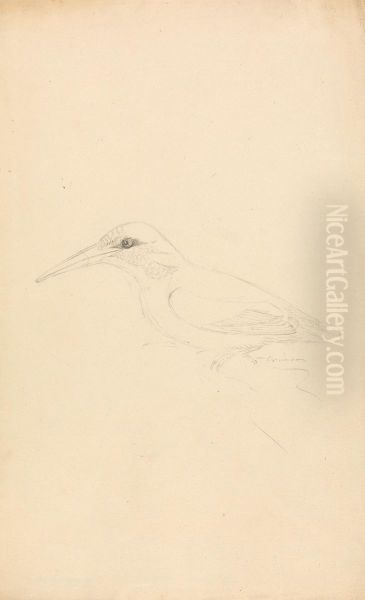 A Kingfisher - view 1