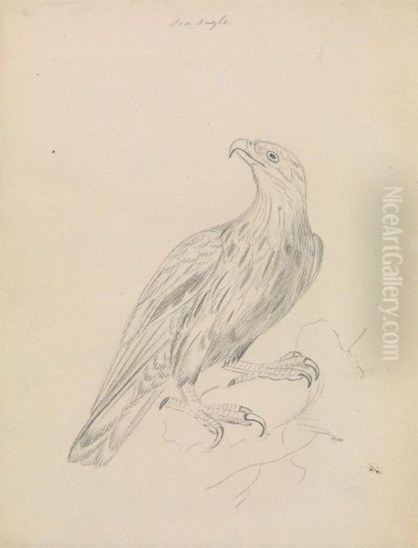 A Sea Eagle - view 1