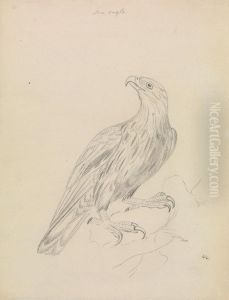 A Sea Eagle