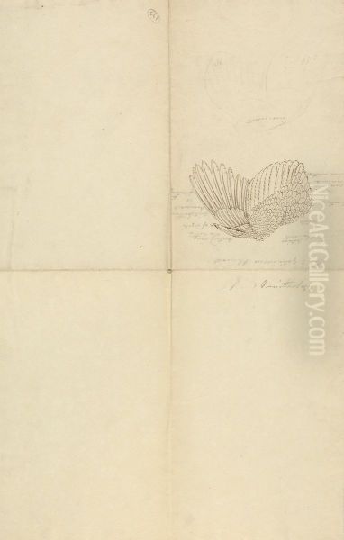 A Pheasant Wing - view 1
