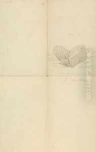A Pheasant Wing by James Sowerby
