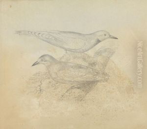 Two Birds on a Branch by James Sowerby