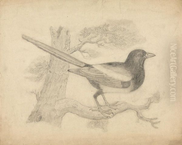A Magpie in a Tree - view 1