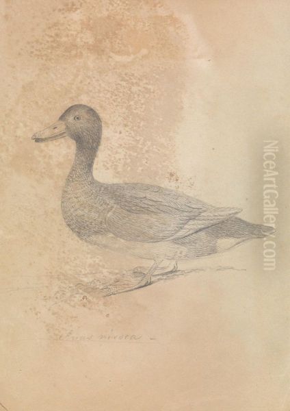 A Duck - view 1