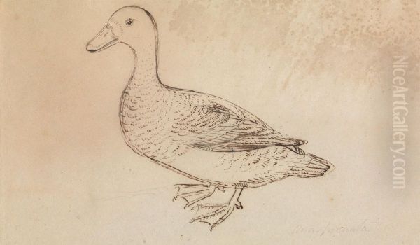 A Duck - view 1