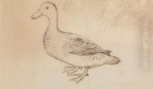 A Duck by James Sowerby