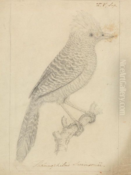 A Bird - view 1