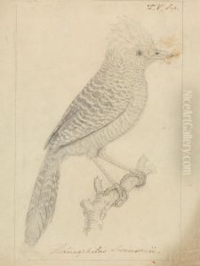 A Bird by James Sowerby