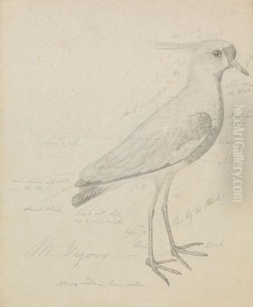 A Lapwing - view 1