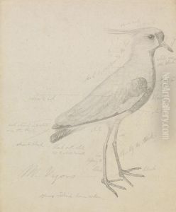A Lapwing
