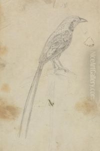 A Bird by James Sowerby
