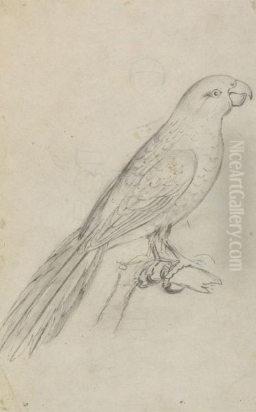 A Parrot - view 1