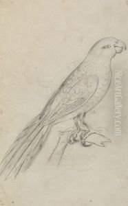 A Parrot by James Sowerby