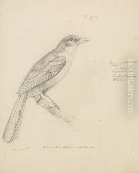 A Bird - view 1