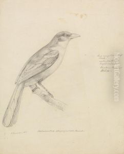 A Bird