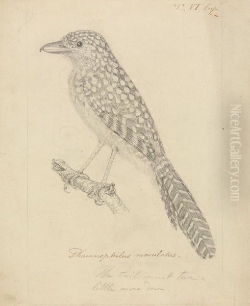 A Bird - view 1