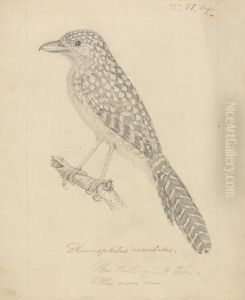A Bird by James Sowerby