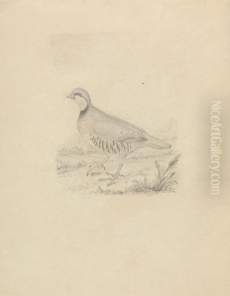 A Quail - view 1