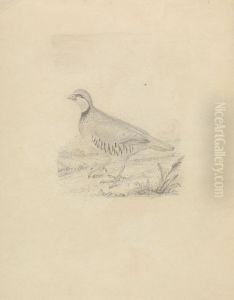 A Quail