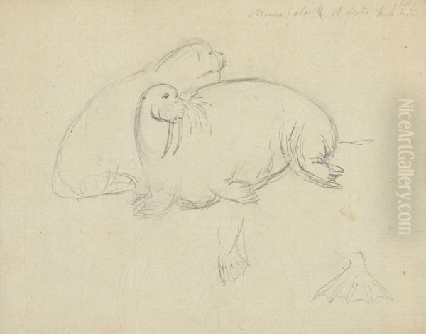 Two Walruses with Detail of Flippers - view 1