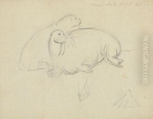 Two Walruses with Detail of Flippers