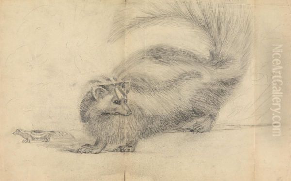 A Skunk (Zorille?) with another skunk in background - view 1