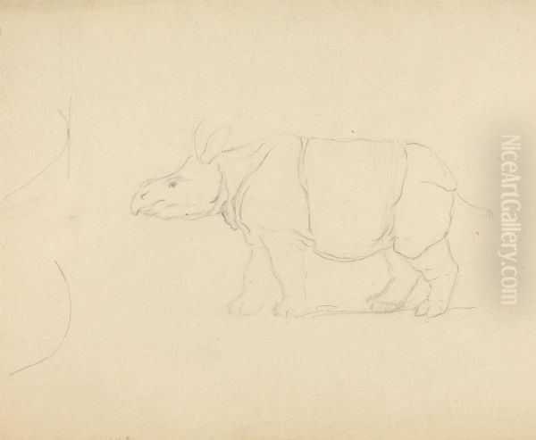 A Rhinoceros - view 1