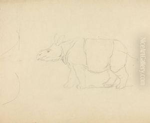A Rhinoceros by James Sowerby