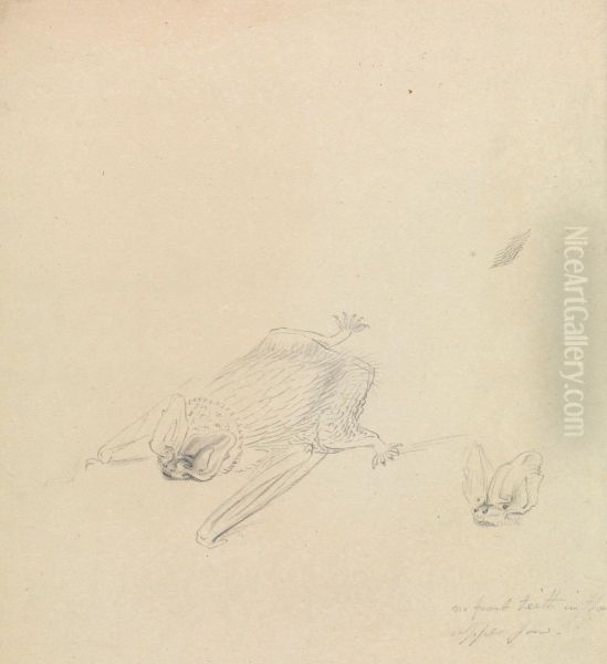 A Barbastelle Bat - view 1