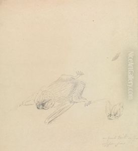 A Barbastelle Bat