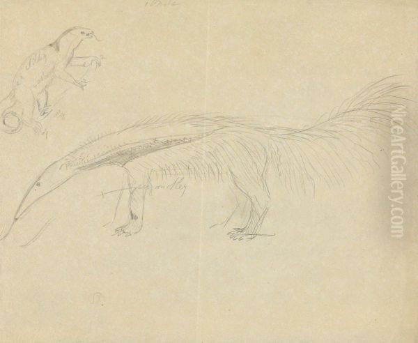 Two Anteaters - view 1