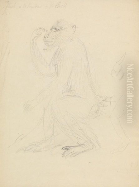 A Baboon - view 1
