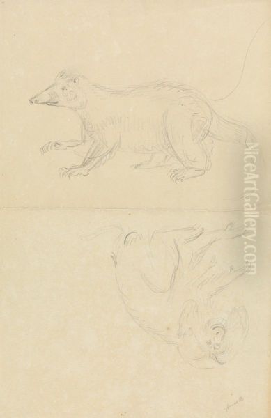 A Mammal (coatimundi?) and a Primate (Marmoset?). A Coatimundi and a Lion-Headed Marmoset - view 1