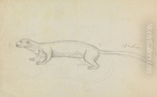 A Weasel - view 1