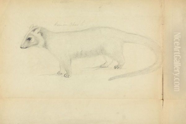 A Weasel - view 1