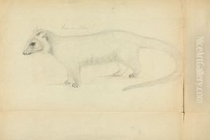 A Weasel