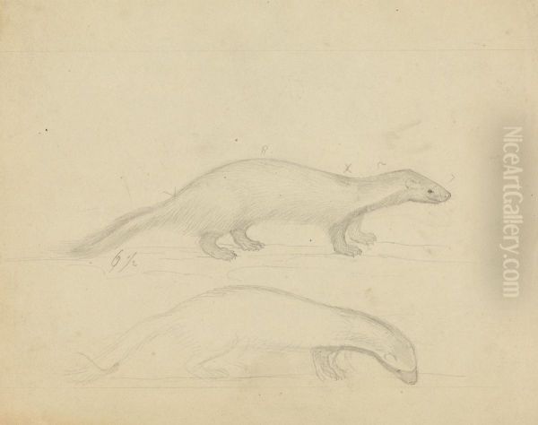 Two Weasels - view 1