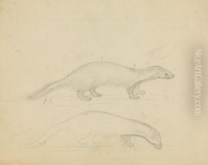 Two Weasels by James Sowerby