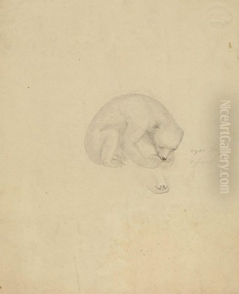 A Bear - view 1