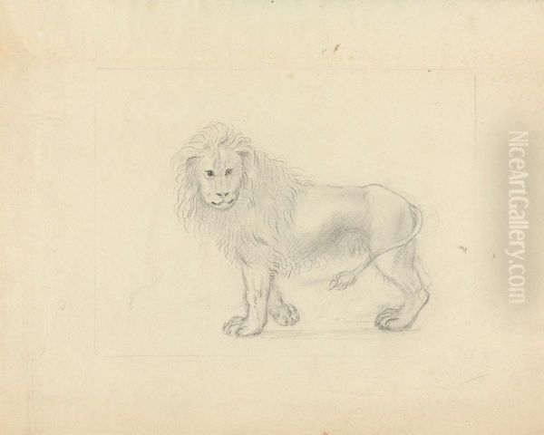 A Lion - view 1