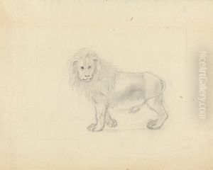 A Lion A Lion
