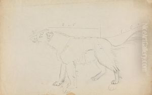 A Dog (marked with measurements)