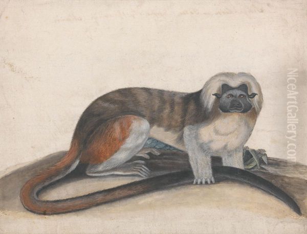 Study for "The Pinche or Red Tailed Monkey" (formerly the Cottenhead Marmoset) - view 1
